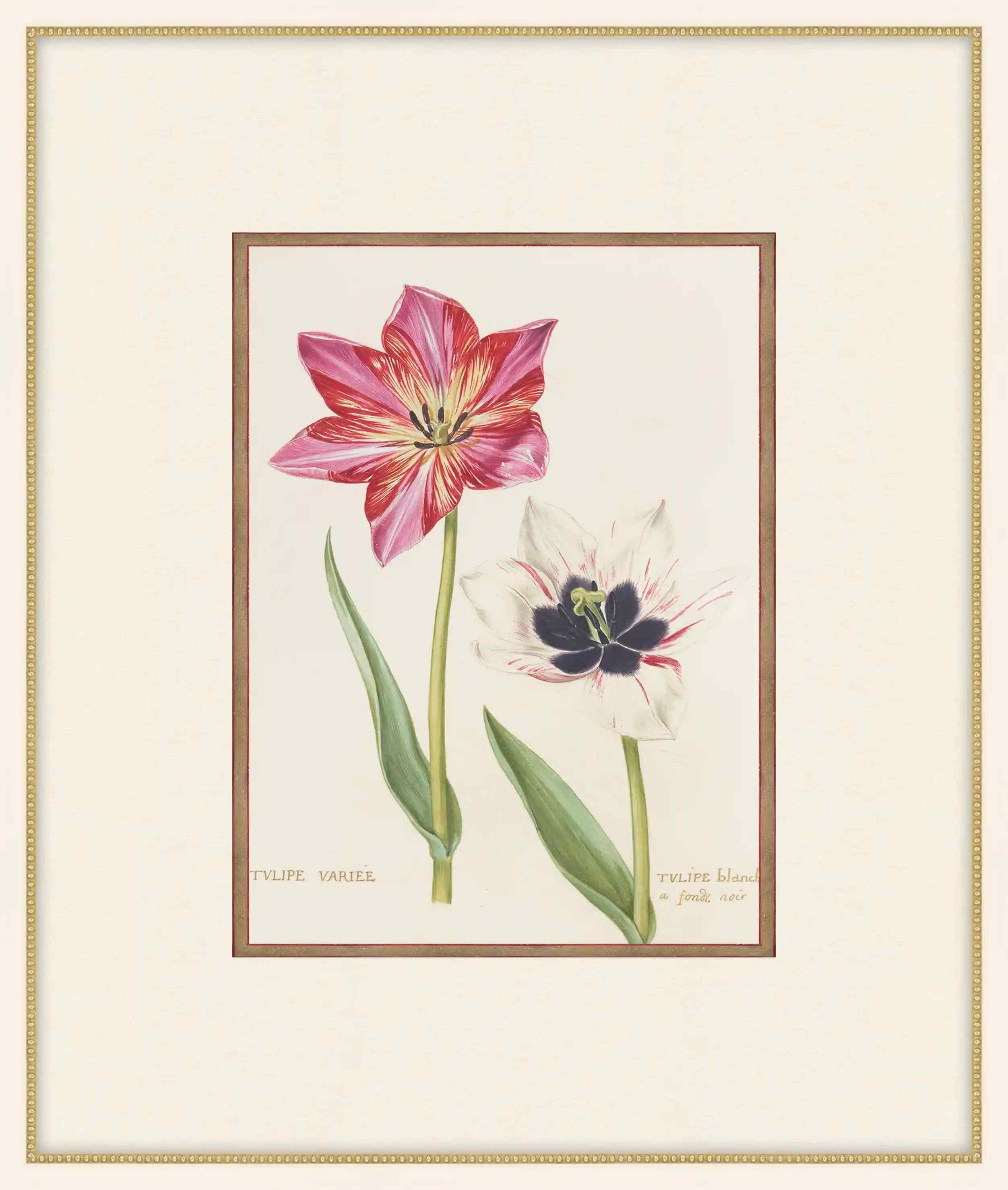 Variegated Tulip