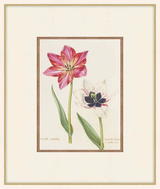 Variegated Tulip