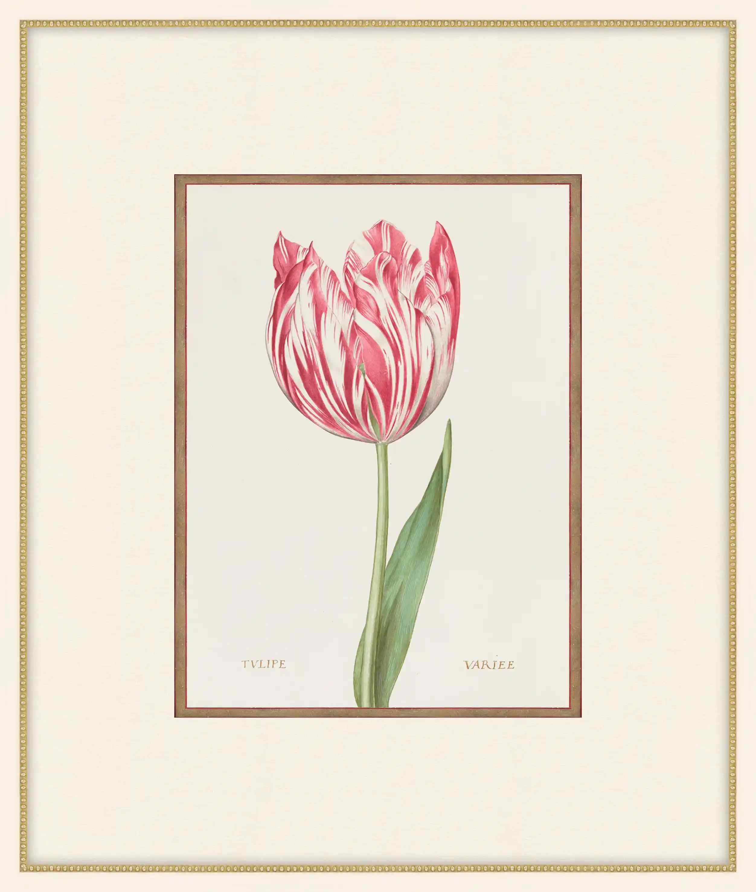 Tulip Variee
