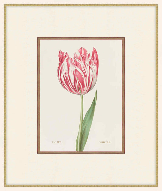 Tulip Variee