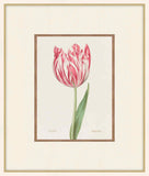 Tulip Variee