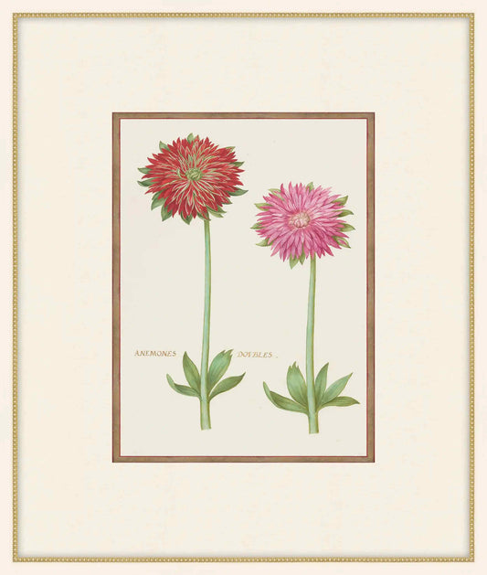 Anemones