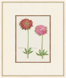 Anemones