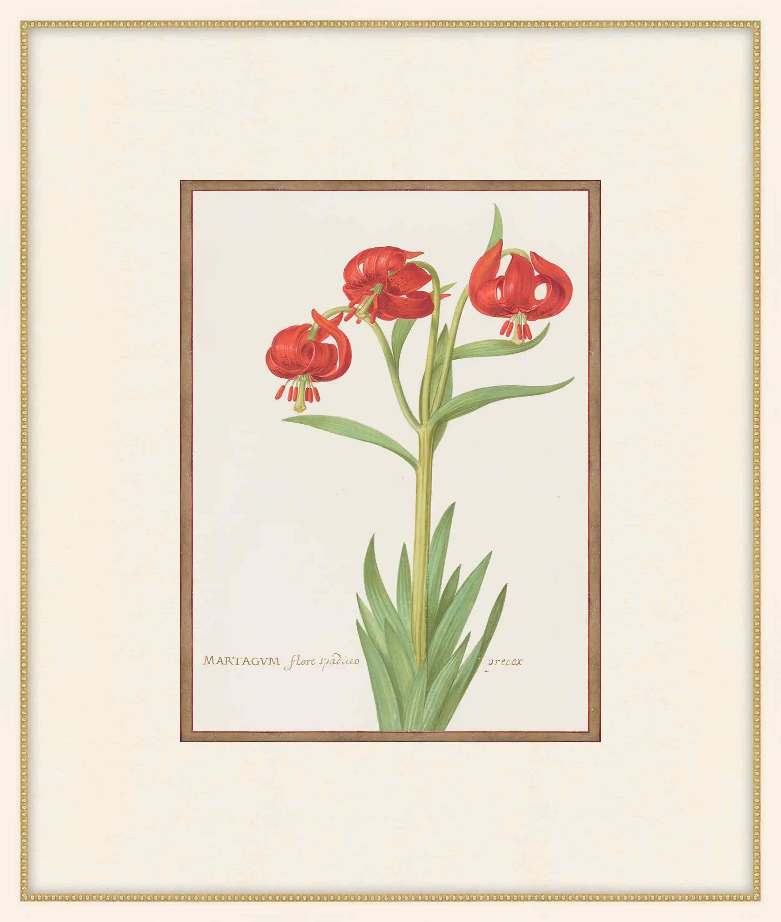Martagon Lily