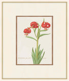 Martagon Lily
