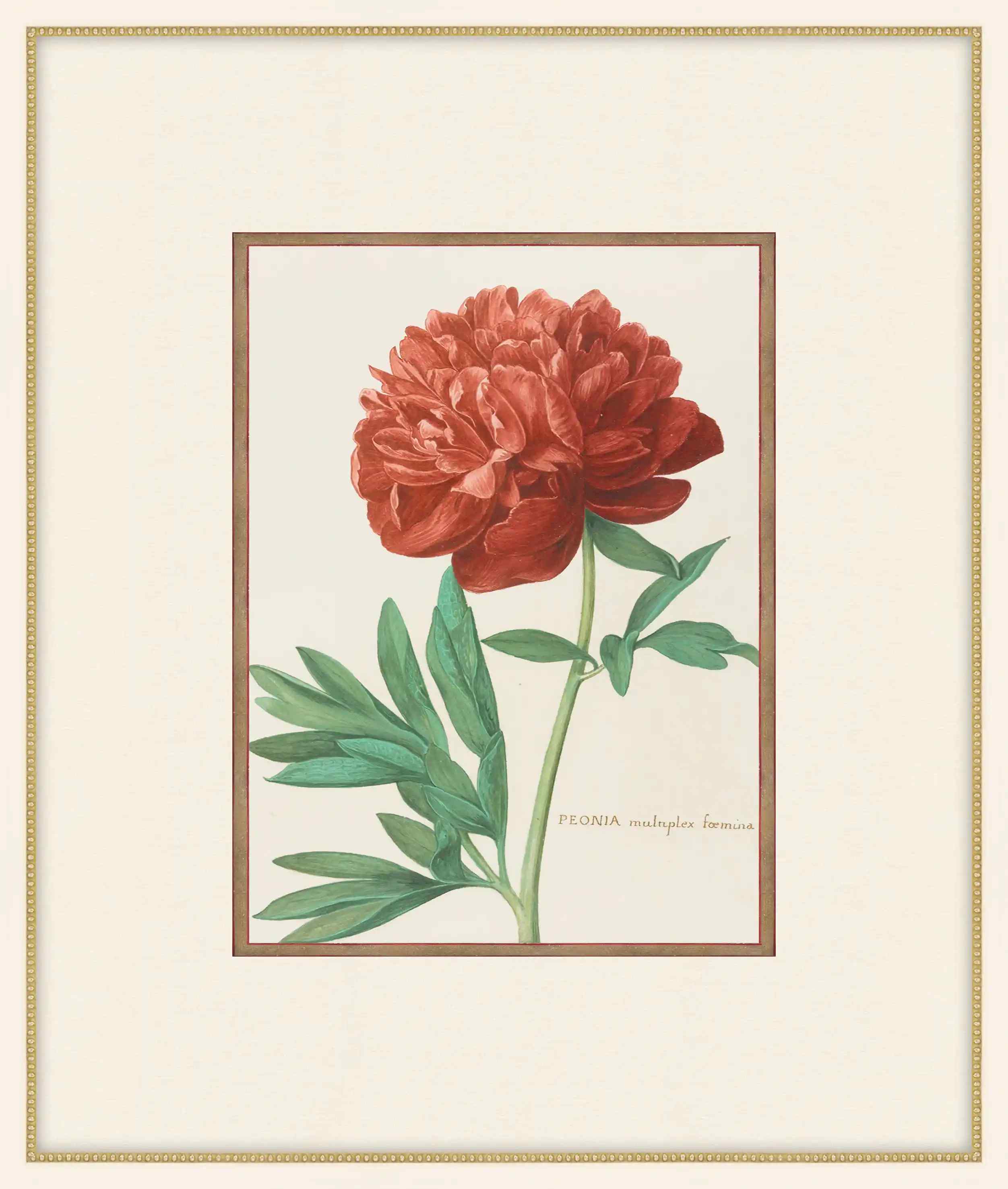 Moutan Peony