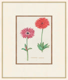 Mistral Anemones