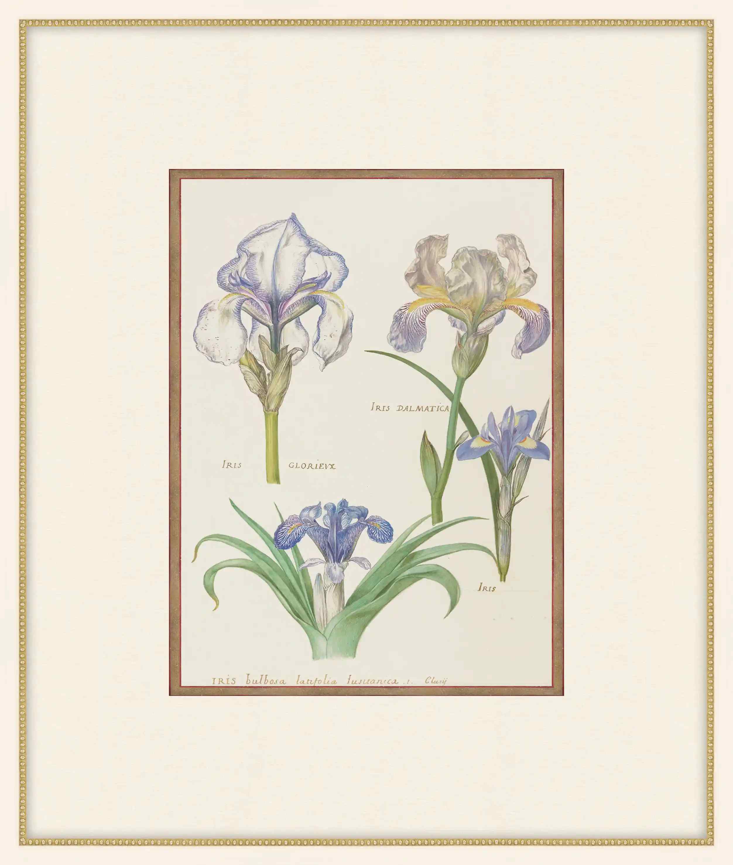 Iris Dalmatica