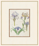 Iris Dalmatica