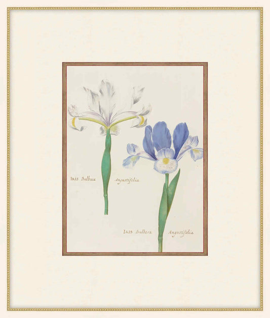 Iris Bulbosa