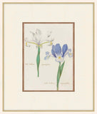 Iris Bulbosa