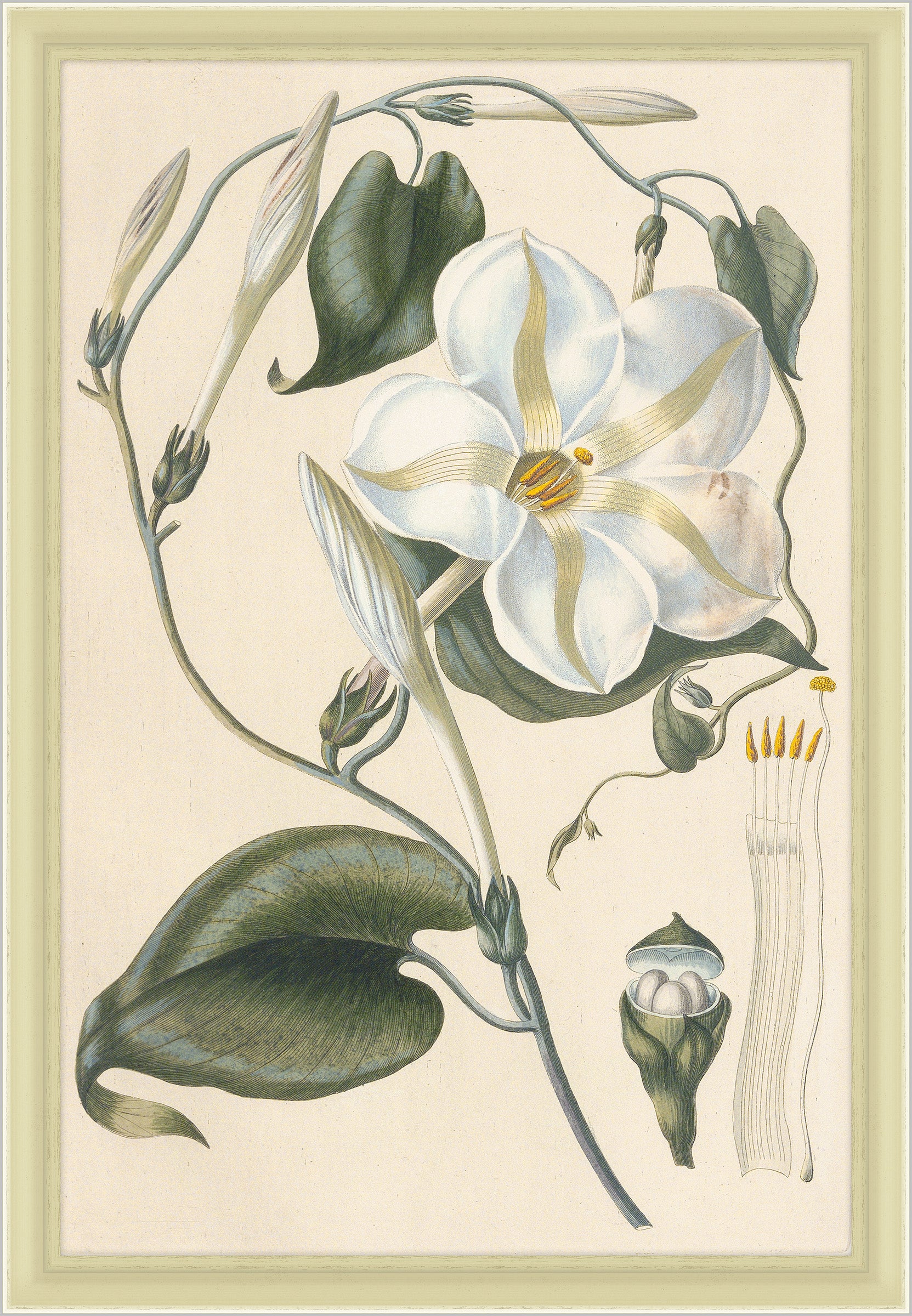 Ipomea Grandflora, Leopold Trattinnick, 1819
