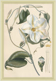 Ipomea Grandflora, Leopold Trattinnick, 1819