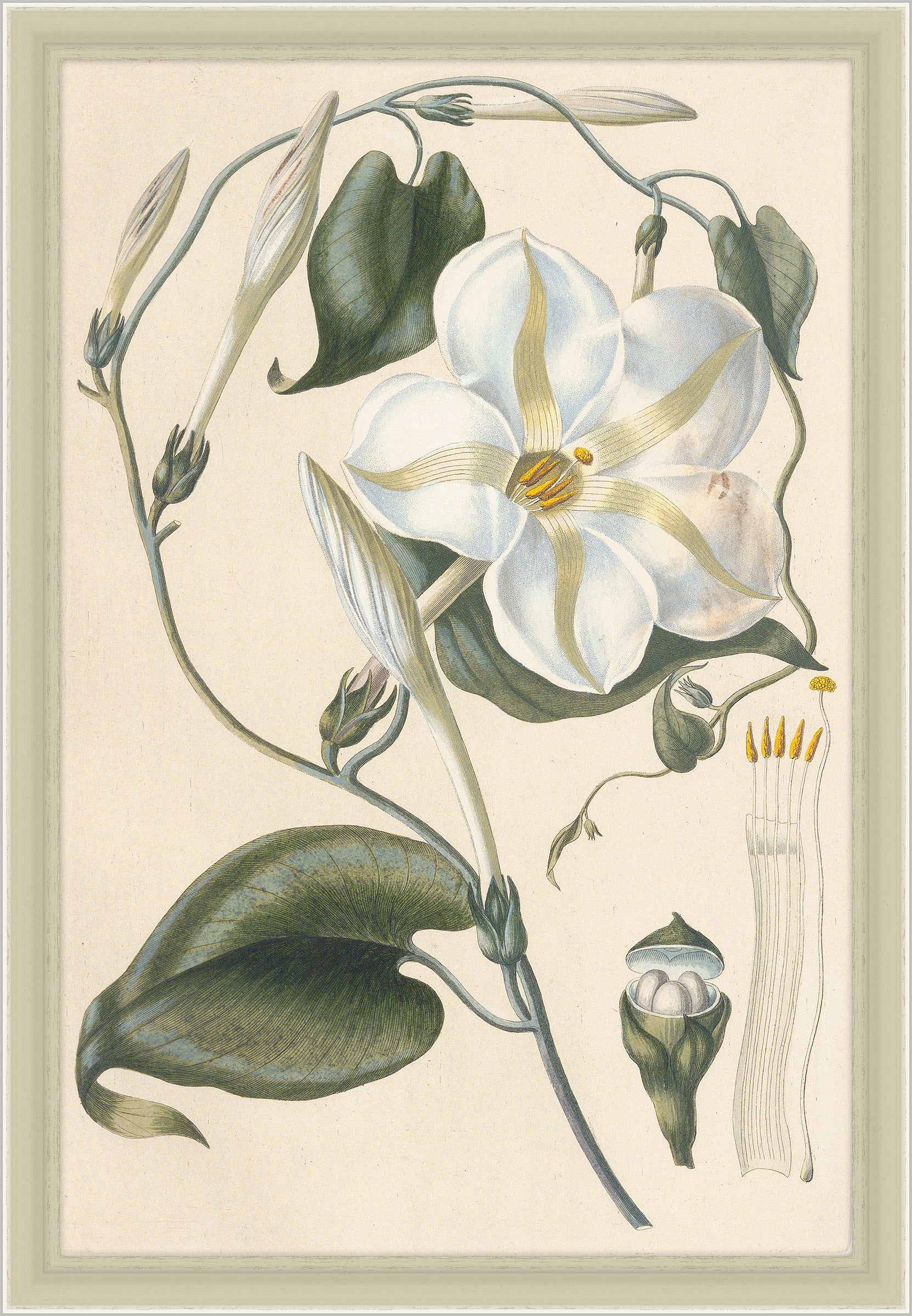 Ipomea Grandflora, Leopold Trattinnick, 1819