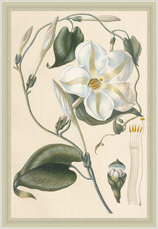 Ipomea Grandflora, Leopold Trattinnick, 1819