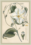 Ipomea Grandflora, Leopold Trattinnick, 1819