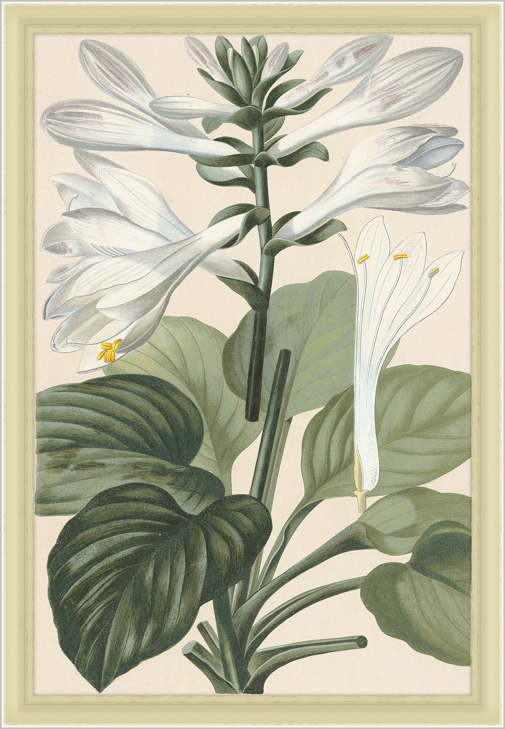 Hosta Japonica, Leopold Trattinnick, 1819