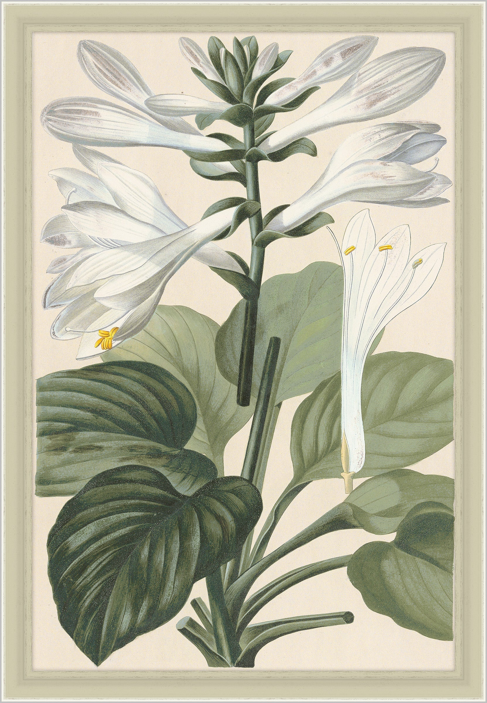 Hosta Japonica, Leopold Trattinnick, 1819
