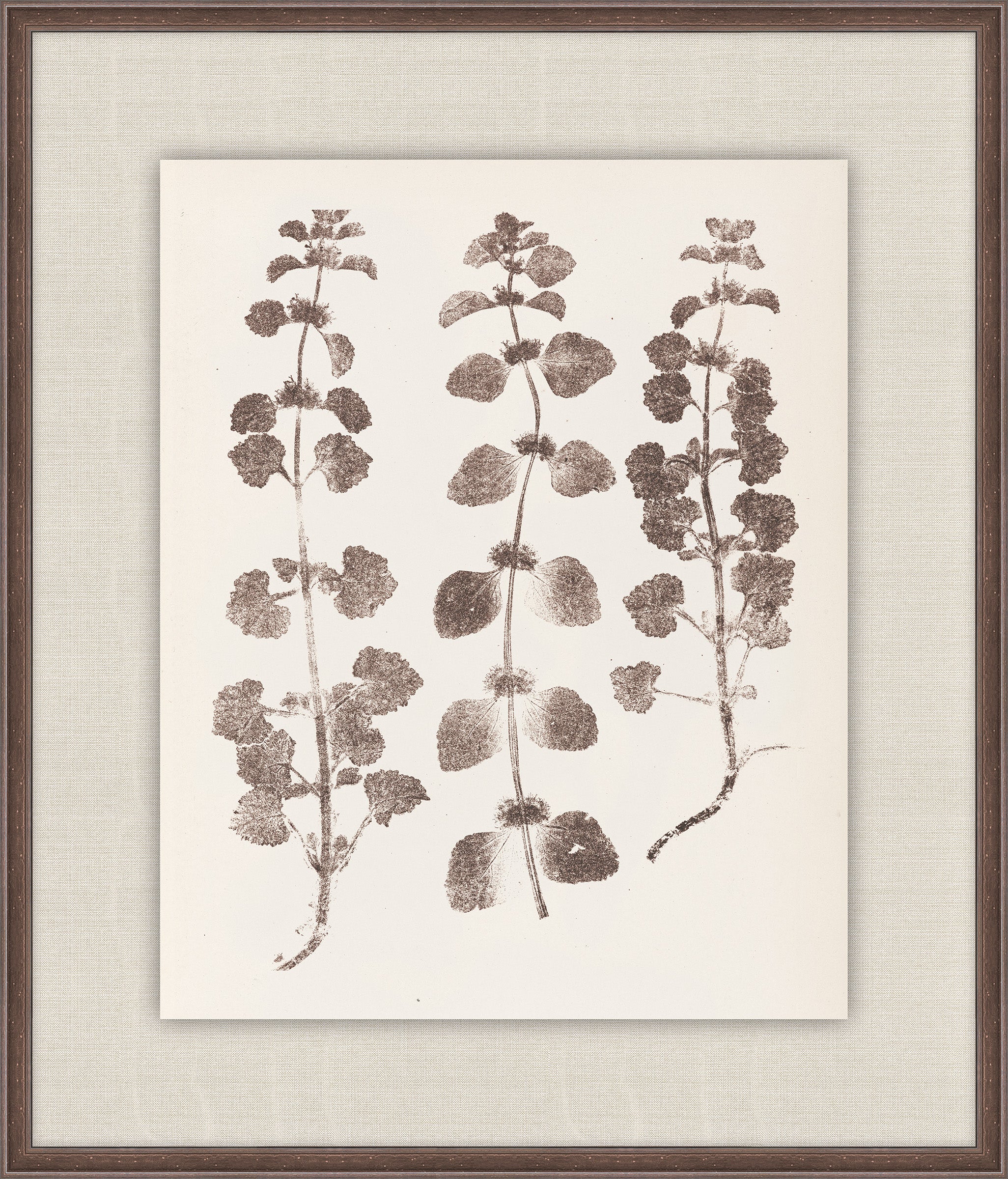 Herbier De La Flore on Espresso I, Louis Antoine Cusin, 1876