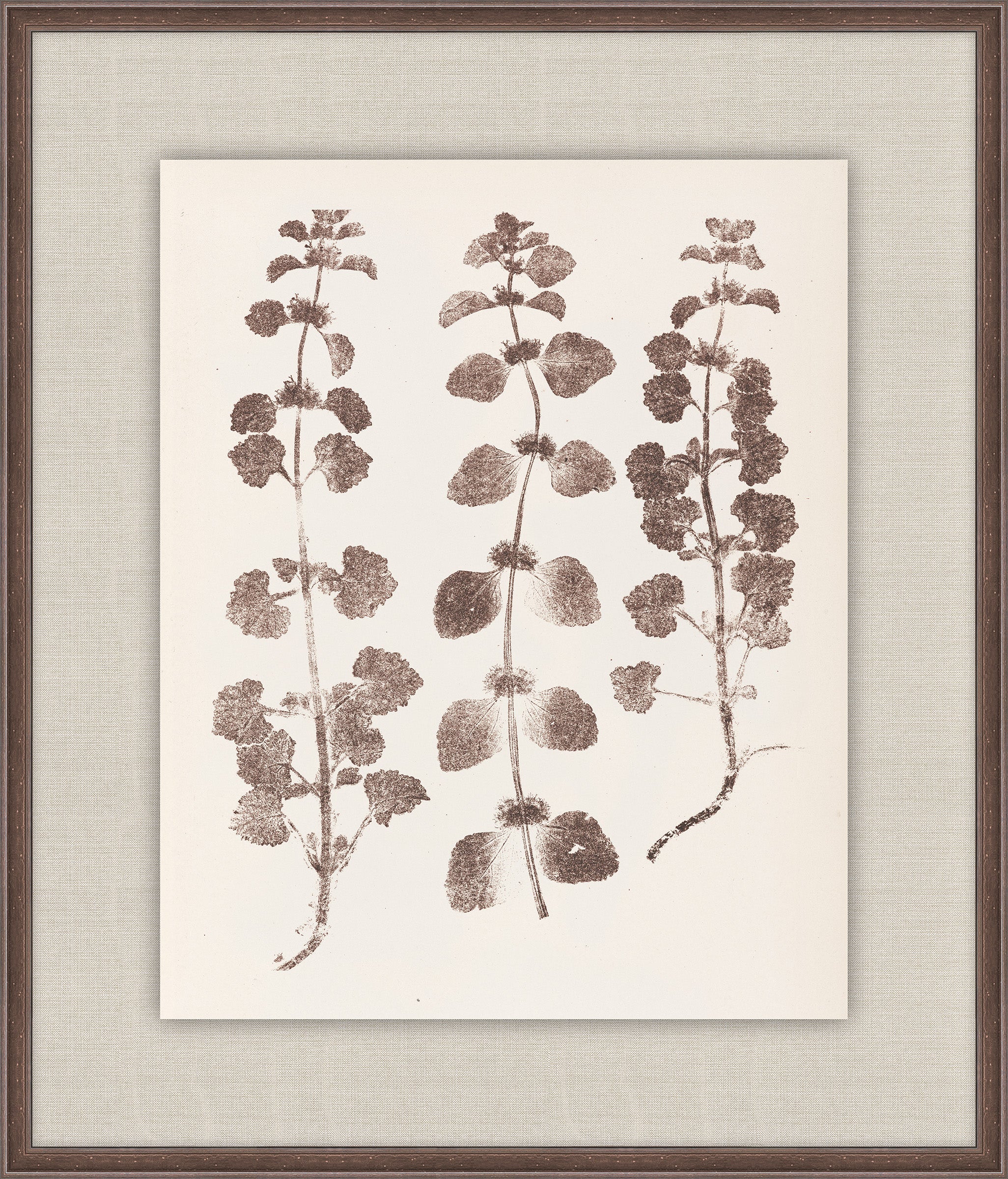 Herbier De La Flore on Espresso I, Louis Antoine Cusin, 1876
