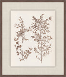 Herbier De La Flore on Espresso II, Louis Antoine Cusin, 1876