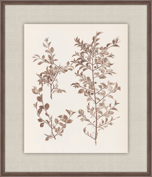 Herbier De La Flore on Espresso II, Louis Antoine Cusin, 1876