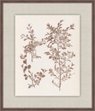 Herbier De La Flore on Espresso II, Louis Antoine Cusin, 1876