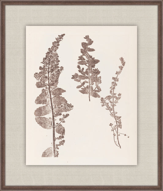 Herbier De La Flore on Espresso IV, Louis Antoine Cusin, 1876