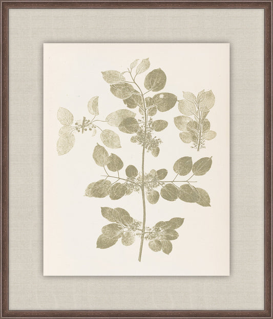 Herbier De La Flore on Sage I, Louis Antoine Cusin, 1876