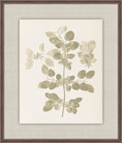 Herbier De La Flore on Sage I, Louis Antoine Cusin, 1876