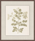 Herbier De La Flore on Sage I, Louis Antoine Cusin, 1876