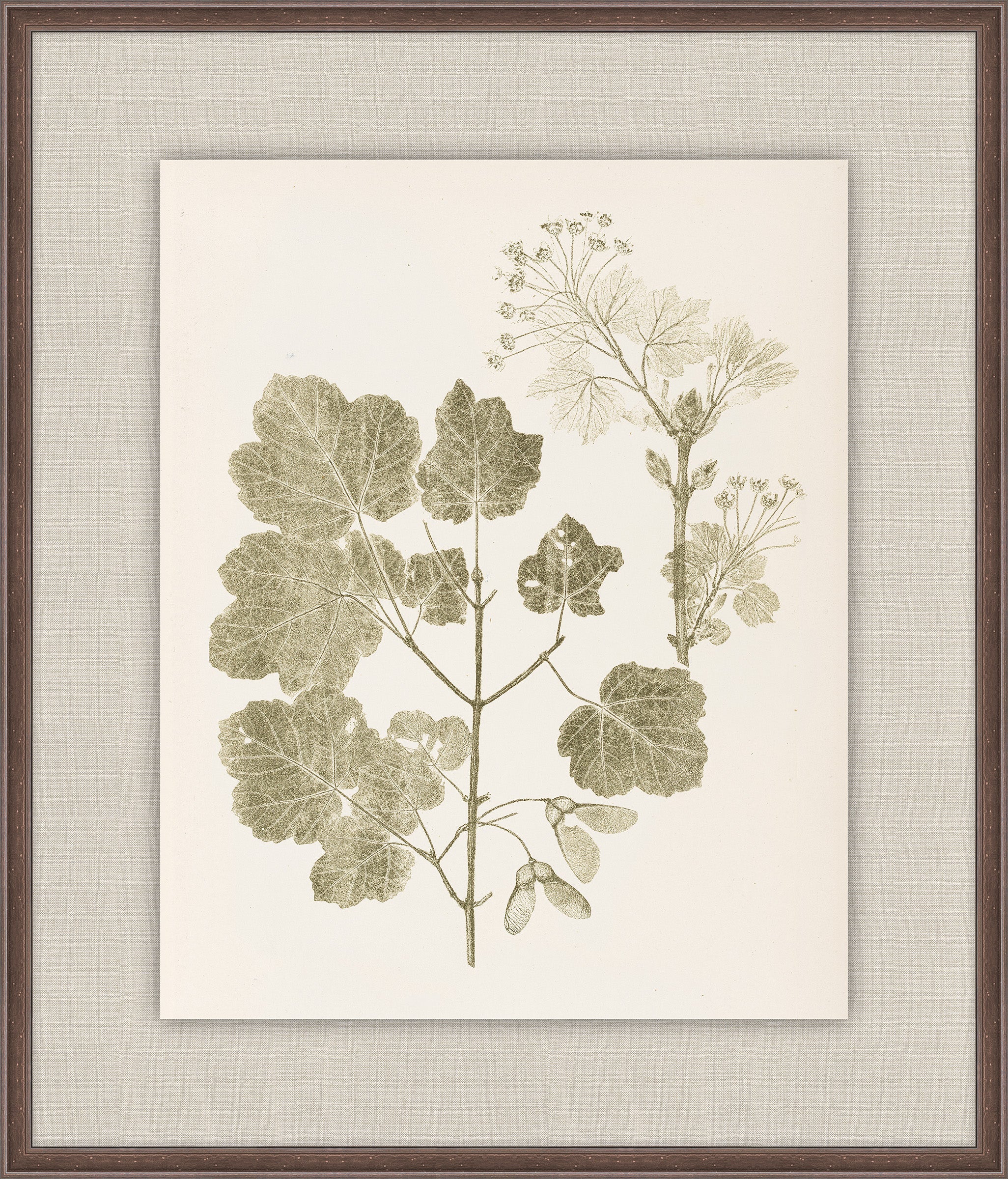Herbier De La Flore on Sage I, Louis Antoine Cusin, 1876