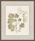 Herbier De La Flore on Sage I, Louis Antoine Cusin, 1876
