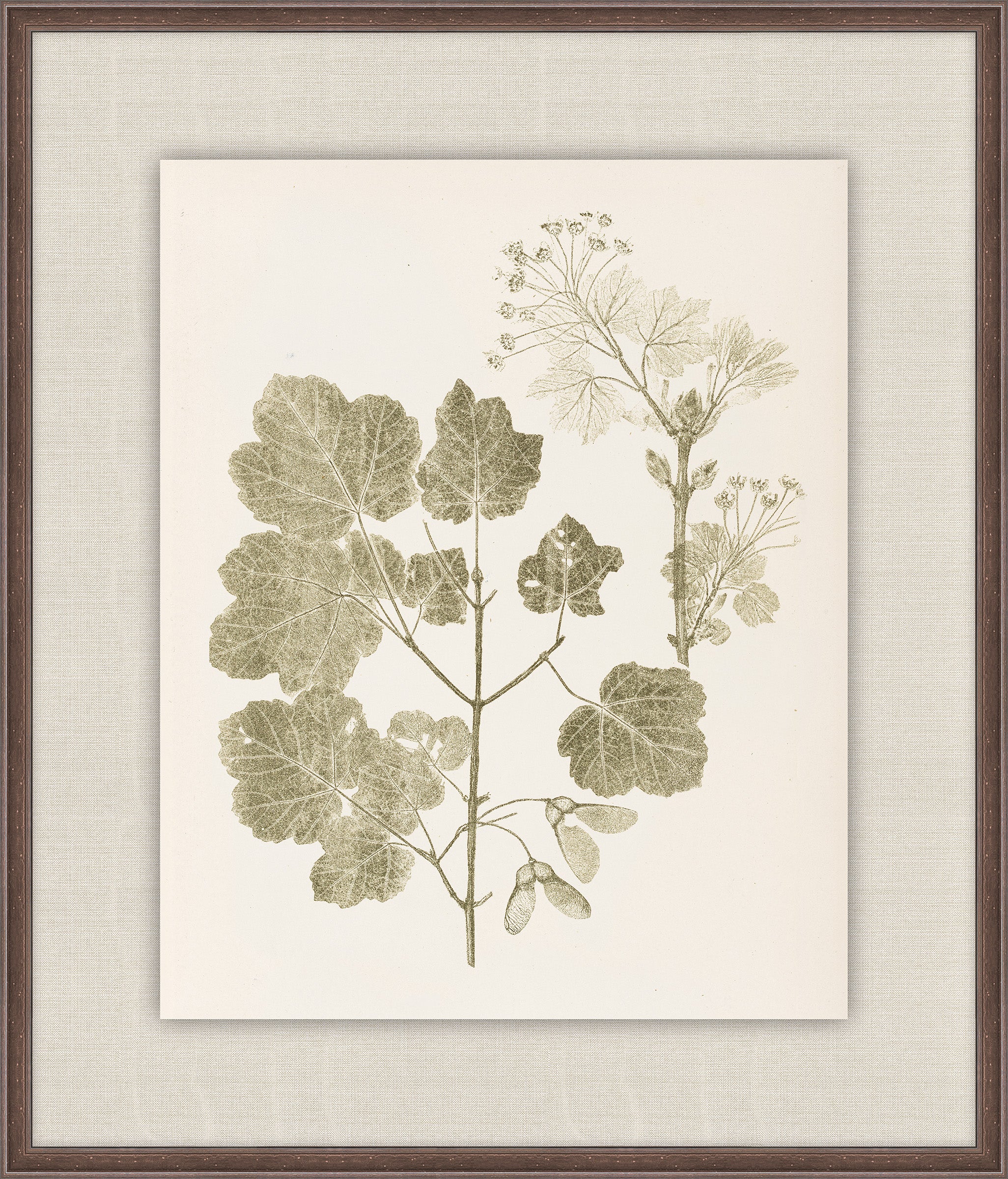 Herbier De La Flore on Sage I, Louis Antoine Cusin, 1876