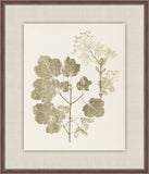 Herbier De La Flore on Sage I, Louis Antoine Cusin, 1876