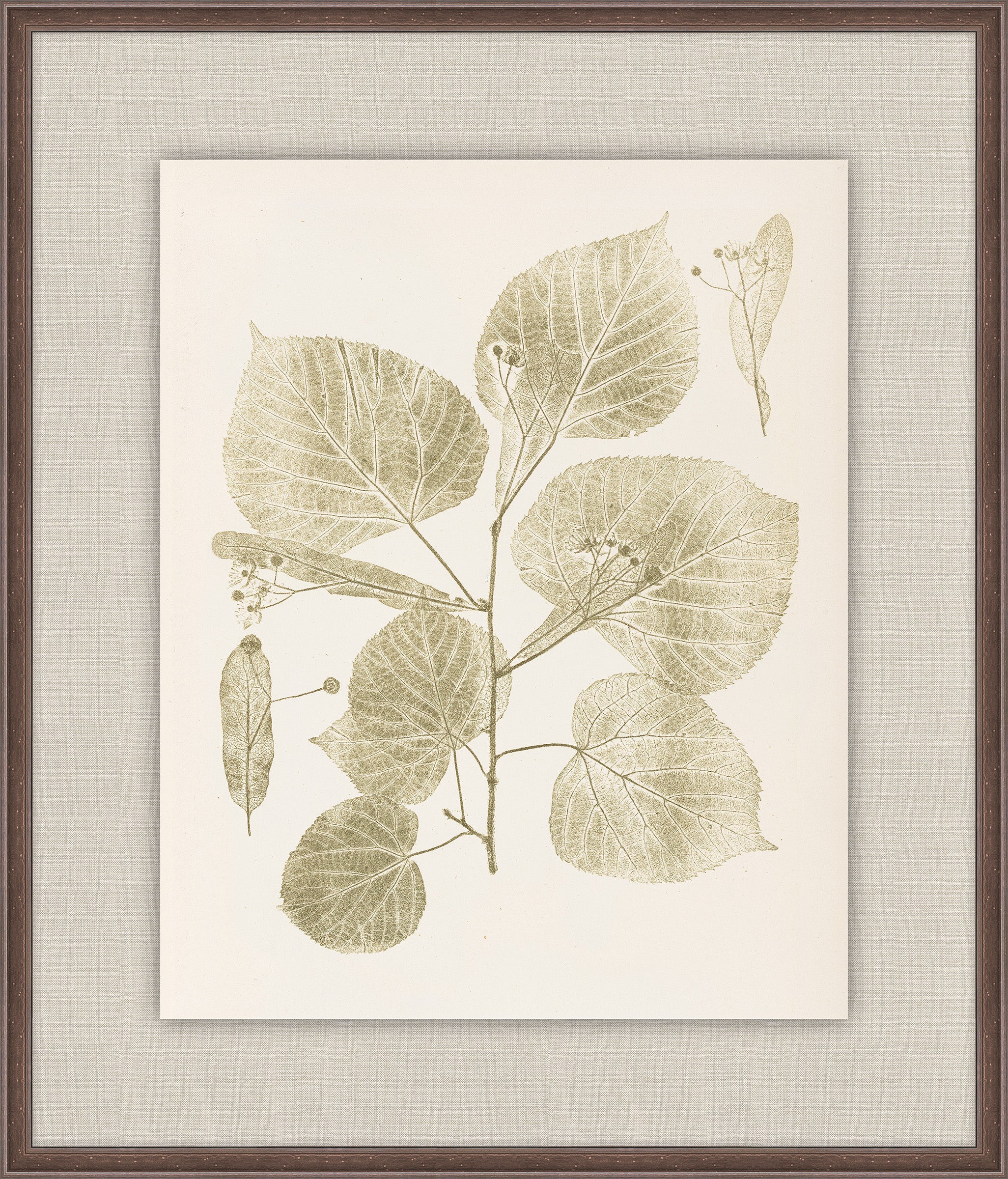 Herbier De La Flore on Sage I, Louis Antoine Cusin, 1876