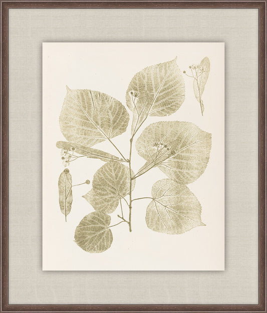 Herbier De La Flore on Sage I, Louis Antoine Cusin, 1876