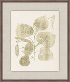 Herbier De La Flore on Sage I, Louis Antoine Cusin, 1876