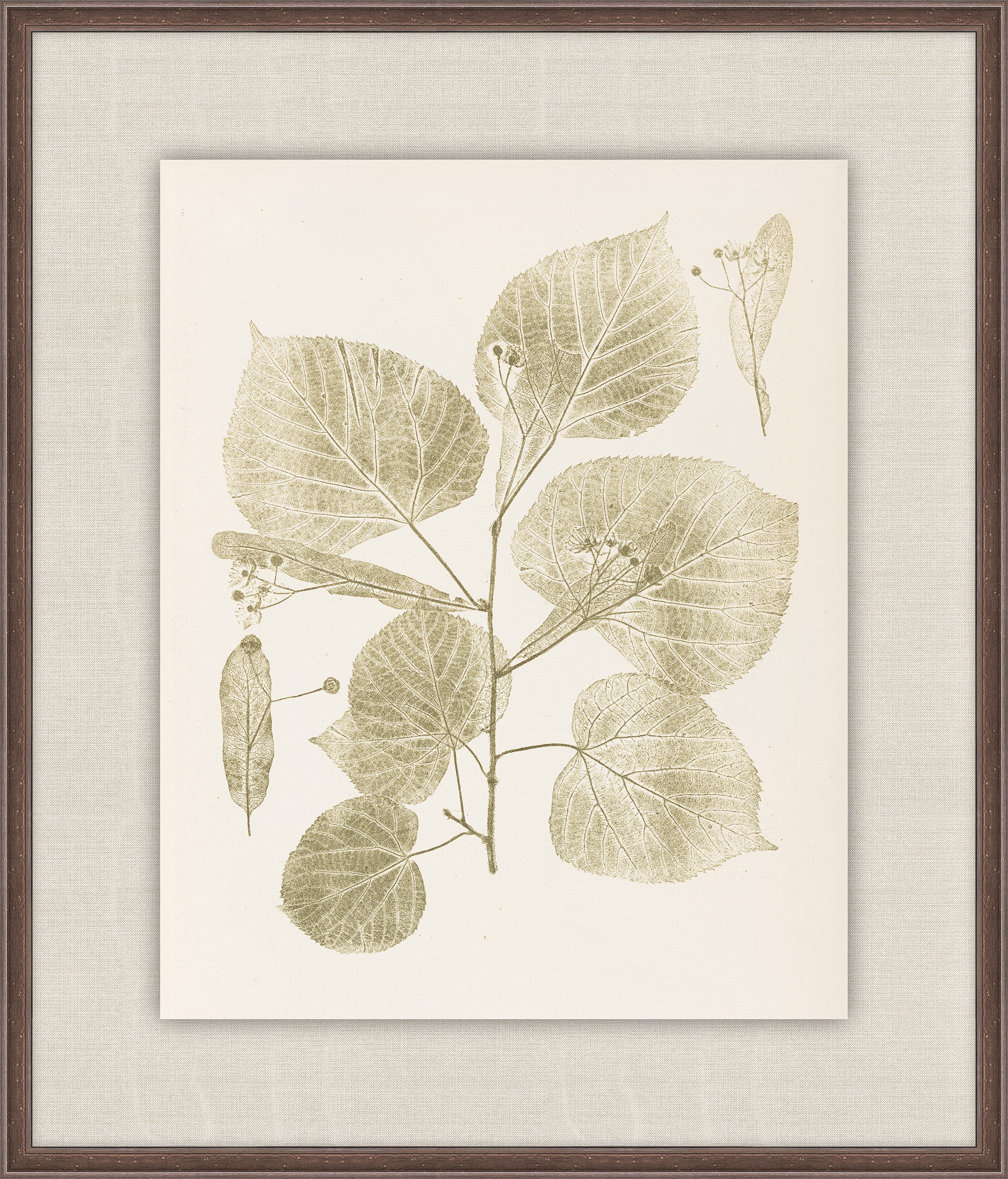Herbier De La Flore on Sage I, Louis Antoine Cusin, 1876