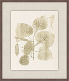 Herbier De La Flore on Sage I, Louis Antoine Cusin, 1876