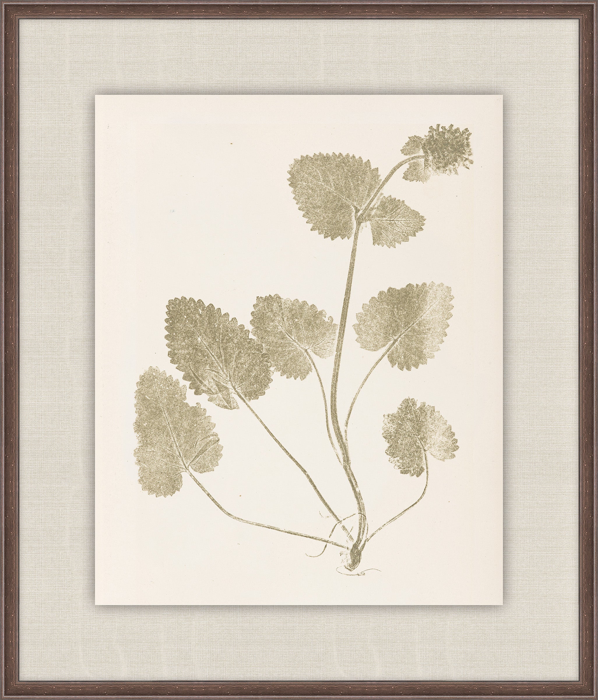Herbier De La Flore on Sage I, Louis Antoine Cusin, 1876