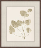 Herbier De La Flore on Sage I, Louis Antoine Cusin, 1876