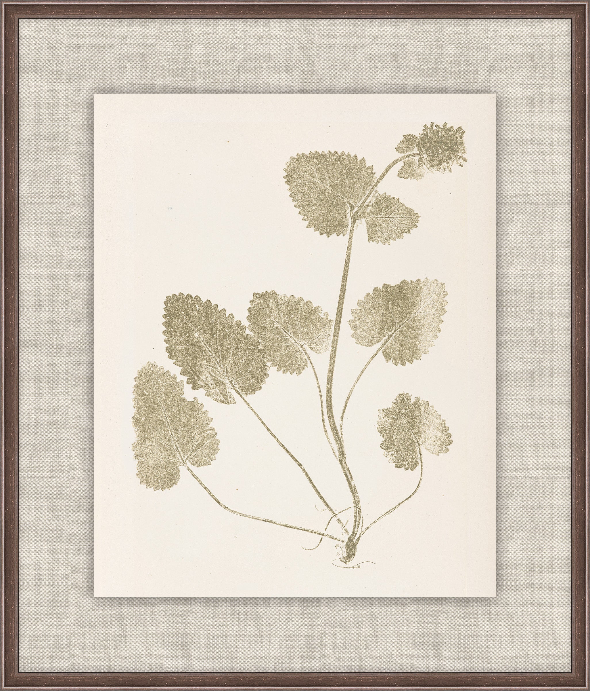Herbier De La Flore on Sage I, Louis Antoine Cusin, 1876