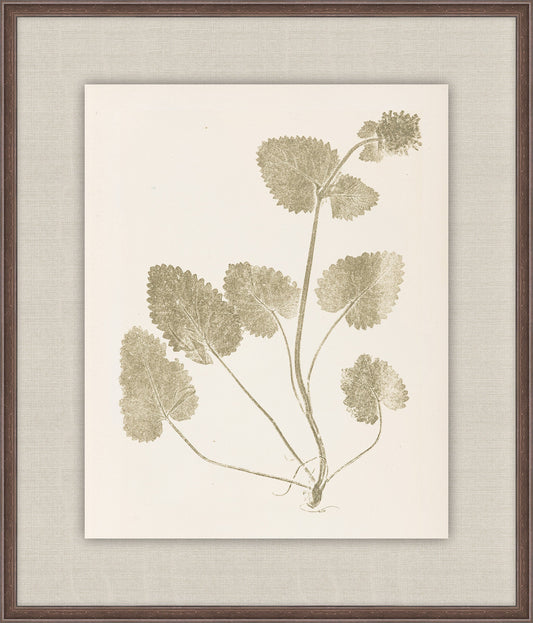 Herbier De La Flore on Sage I, Louis Antoine Cusin, 1876