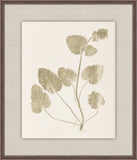 Herbier De La Flore on Sage I, Louis Antoine Cusin, 1876