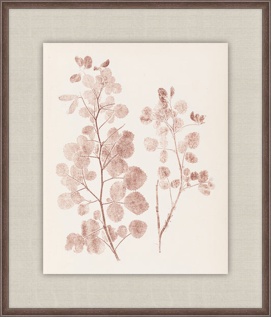 Herbier De La Flore on Burgundy I, Louis Antoine Cusin, 1876