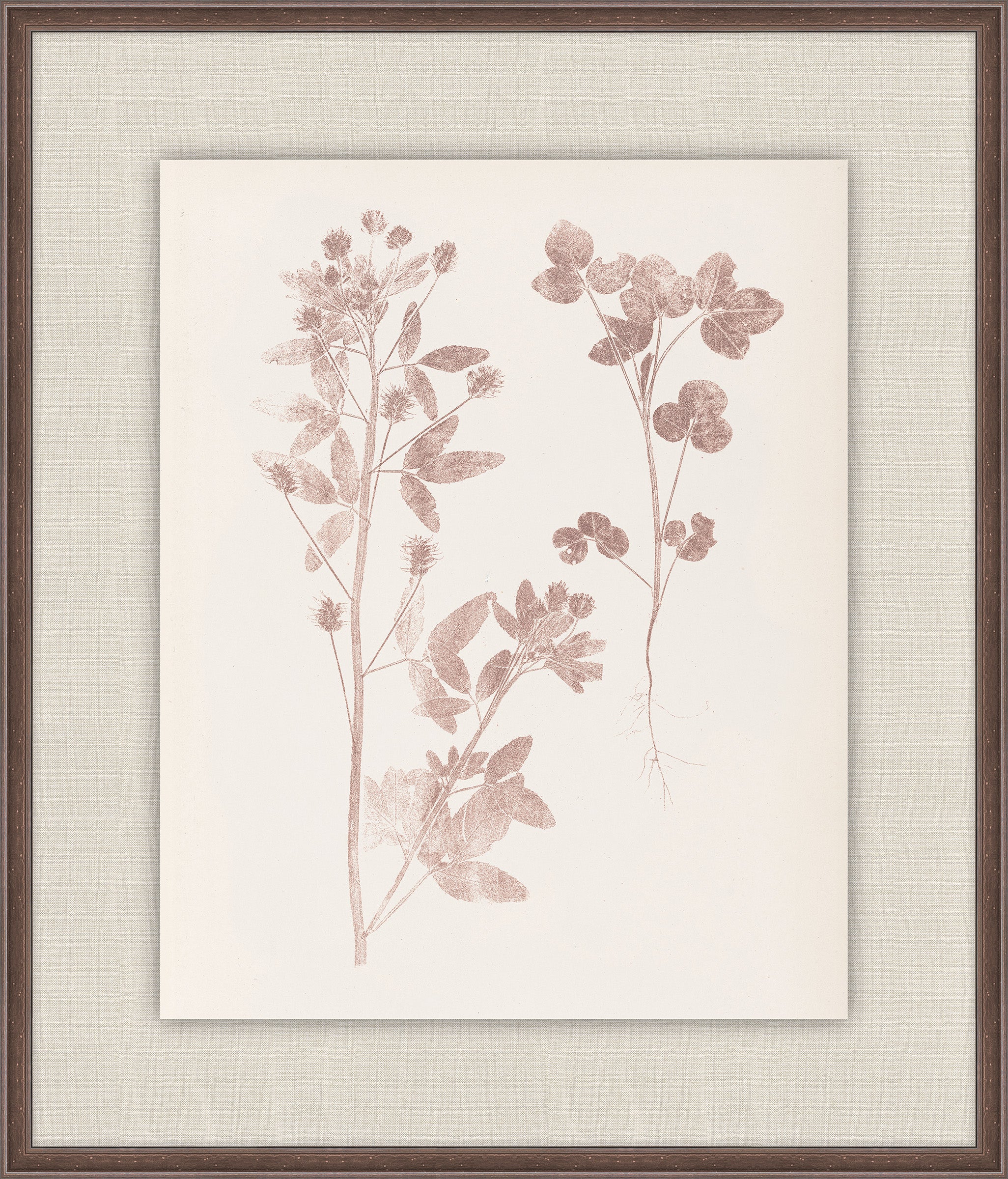 Herbier De La Flore on Burgundy I, Louis Antoine Cusin, 1876