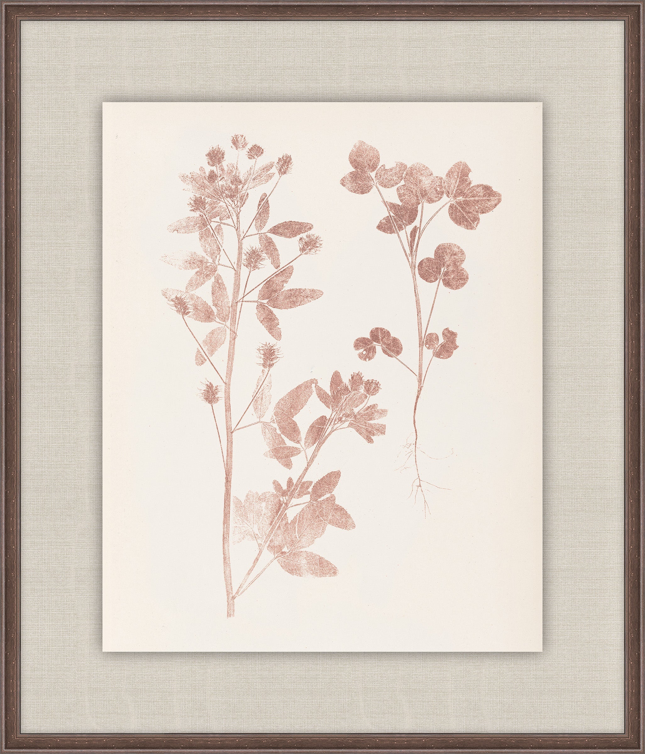 Herbier De La Flore on Burgundy I, Louis Antoine Cusin, 1876