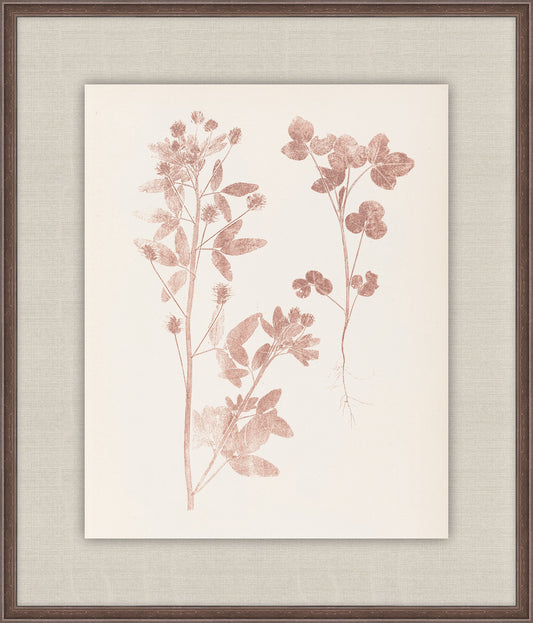 Herbier De La Flore on Burgundy I, Louis Antoine Cusin, 1876
