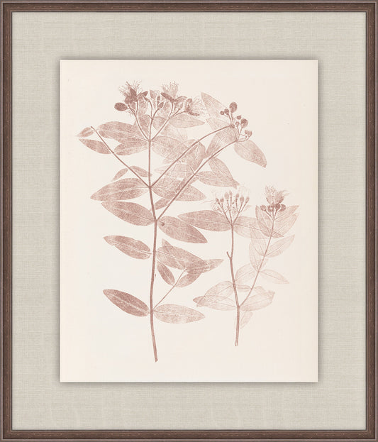 Herbier De La Flore on Burgundy I, Louis Antoine Cusin, 1876